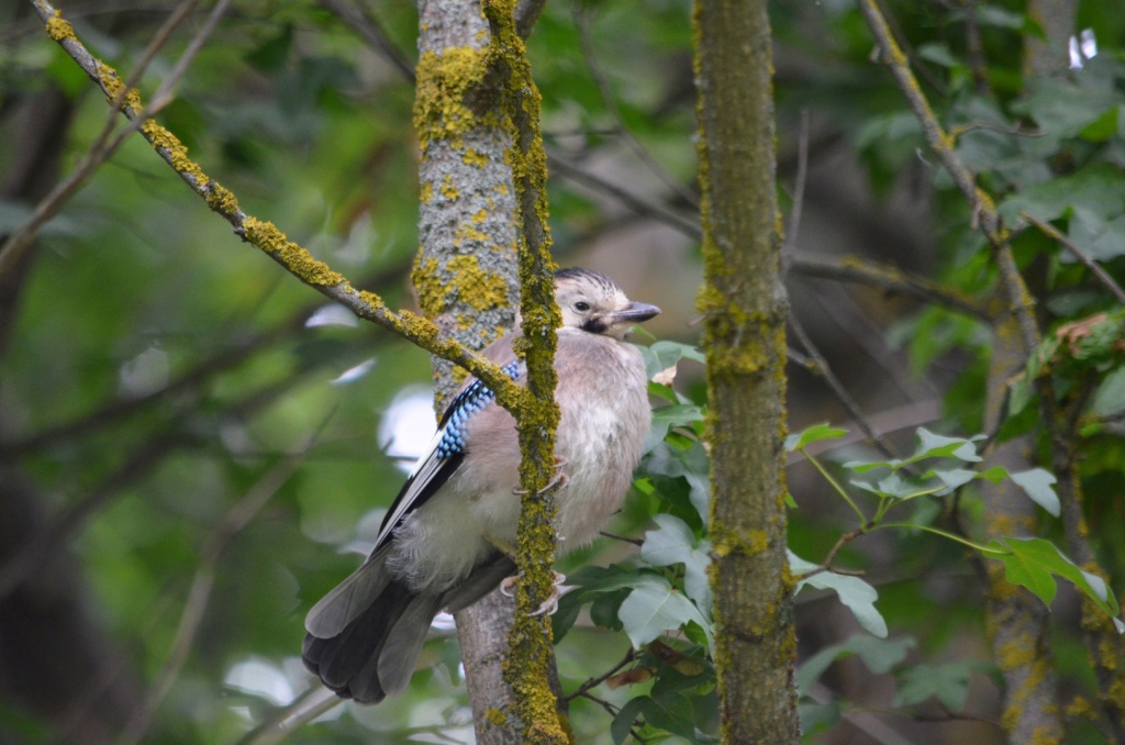 02 Обыкновенная сойка. Фото В.В. Волокитина.JPG