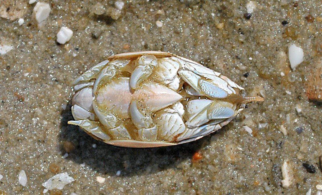 06 эмерита на Тихоокеанском побережье.jpeg