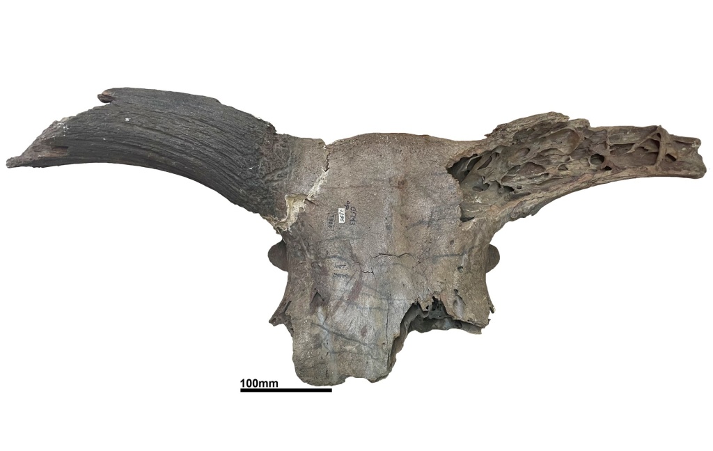 Череп первобытного быка