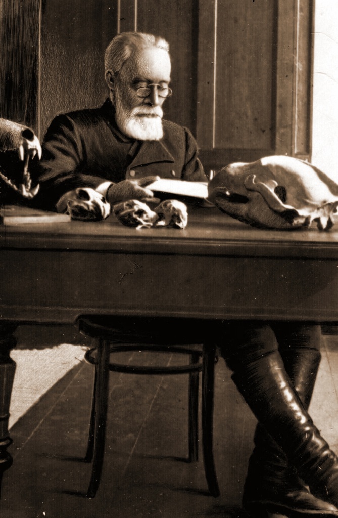 08 Н.Я. Динник в кабинете музея за ихзучением черепов животных.JPG