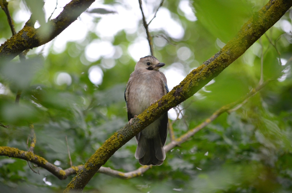 01 Обыкновенная сойка. Фото В.В. Волокитина.JPG