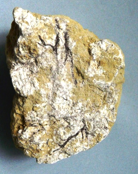 (7) карбонат по корням растений.JPG