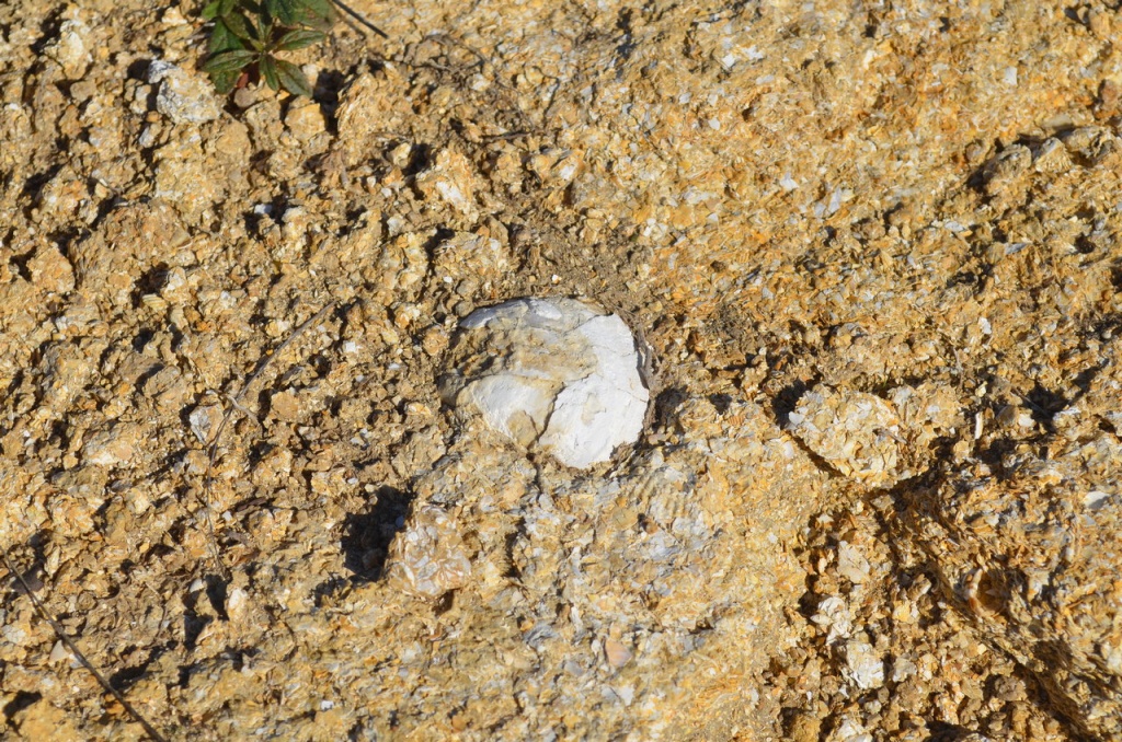 Известняк-ракушечник на месте заброшенного карьера где находится Второе городище. Фото В.В. Волокитина.jpg