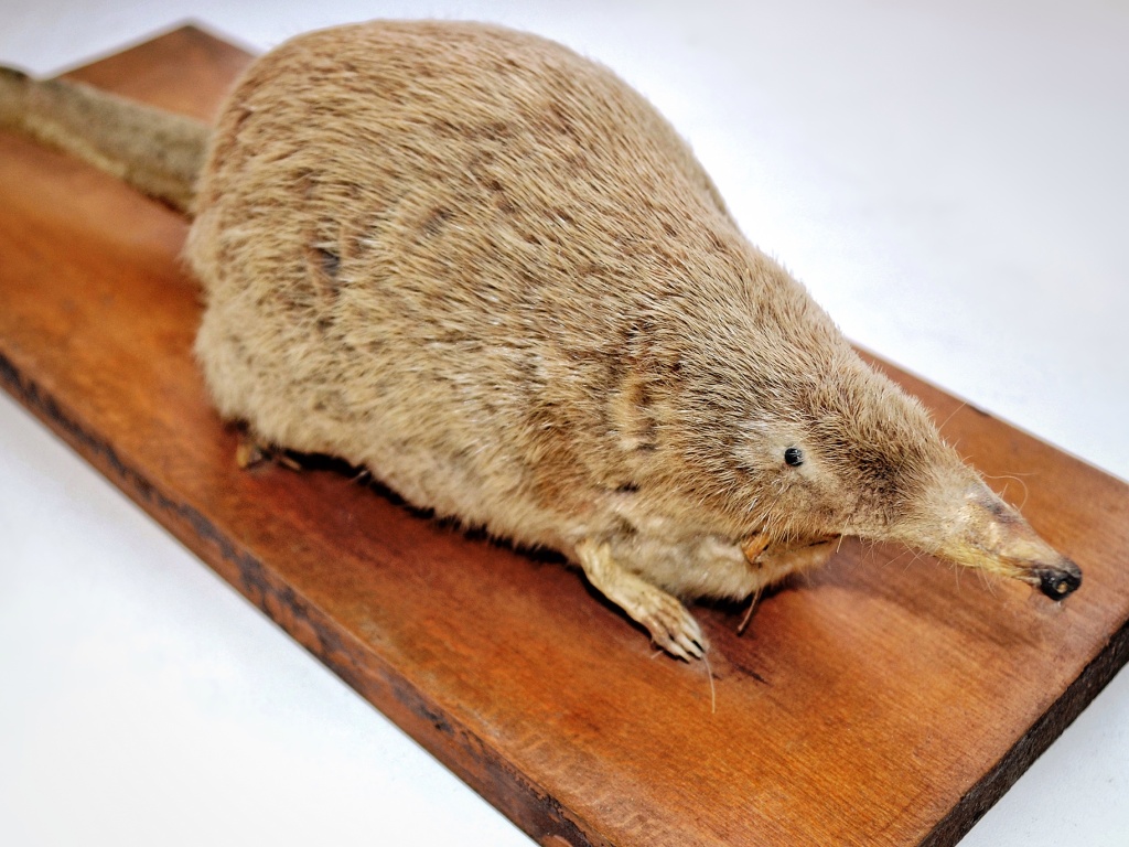 02 Русская выхухоль. Чучело начало XX в. Ставропольский государственный музей-заповедник.JPG