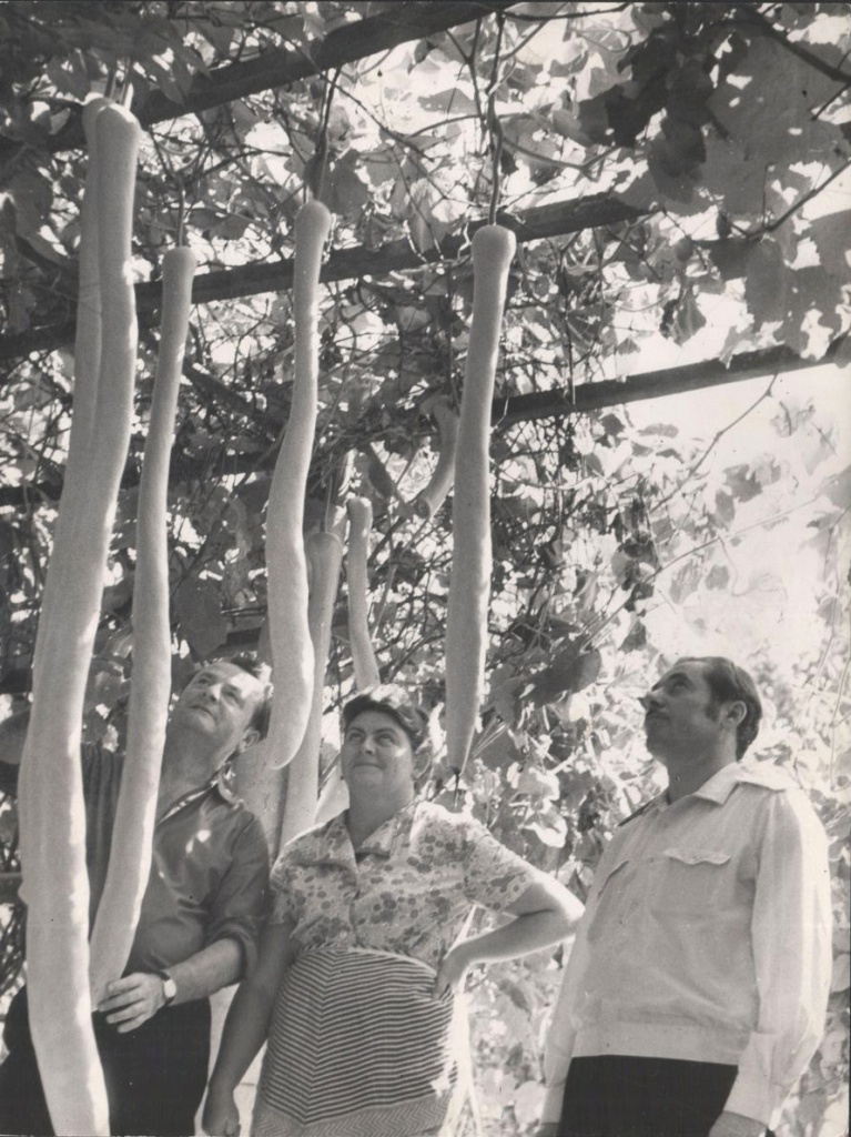 6 Н.Д. Терещенко осматривает новые сорта кабачков выращенные собственноручно. 1972 г.jpg