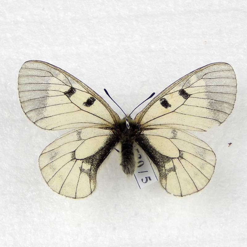 10 Мнемозина или аполлон чёрный (Parnassius mnemosyne).JPG