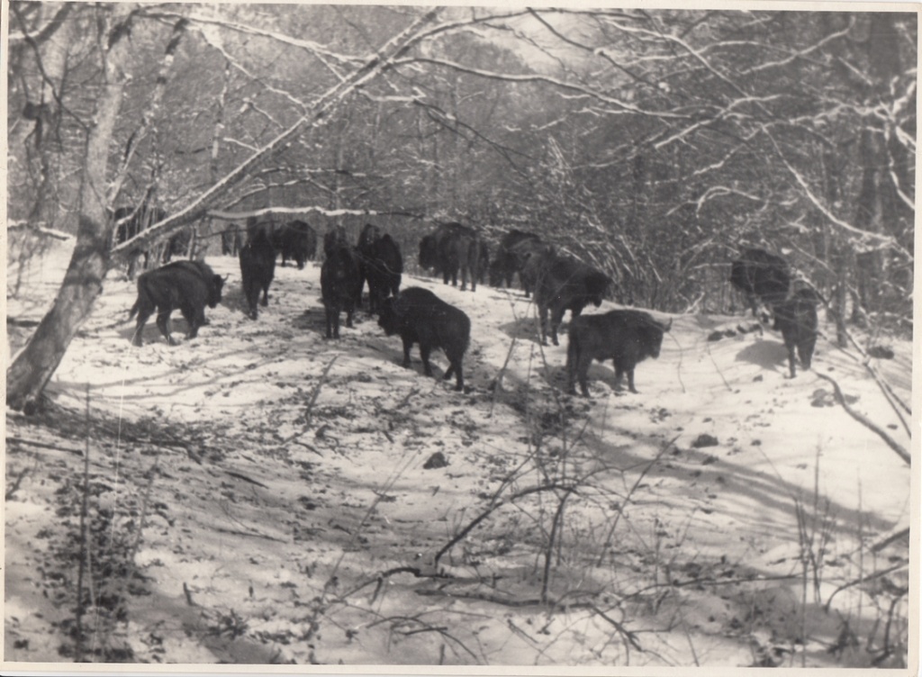 Стадо зубров в Кавказском заповеднике 1960-е гг..jpg