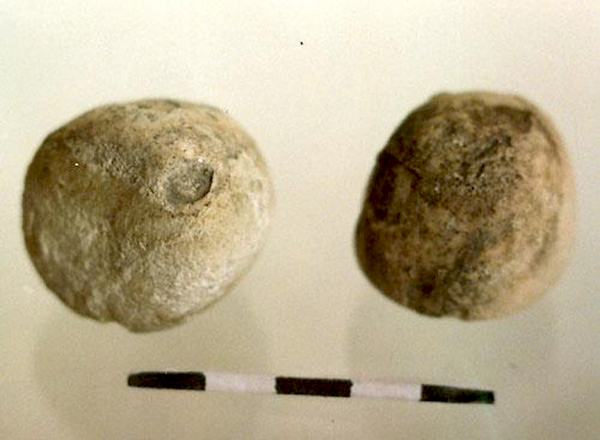 Морские ежи из мелового периода.jpg