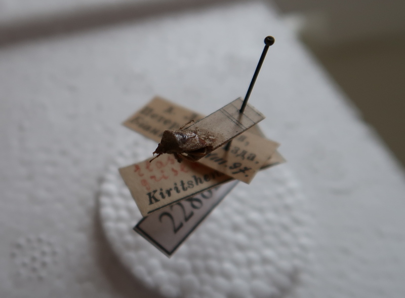 Щитник серый.JPG