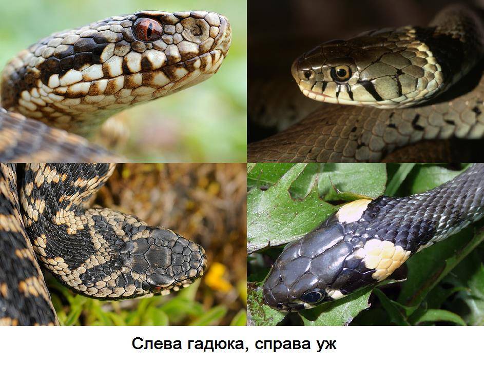 Особенности самых распространенных ядовитых и неядовитых змей Ставрополья