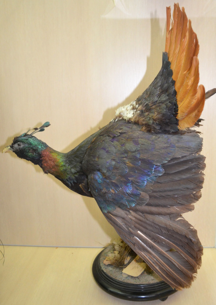 Фото 17 Монал гималайский (лафофор). Чучело. Мастерская Лоренца начало XX в. Из фондов Ставропольского музея-заповедника.JPG