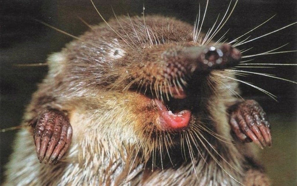 03 Русская выхухоль. Источник kznphoto.ru.JPG