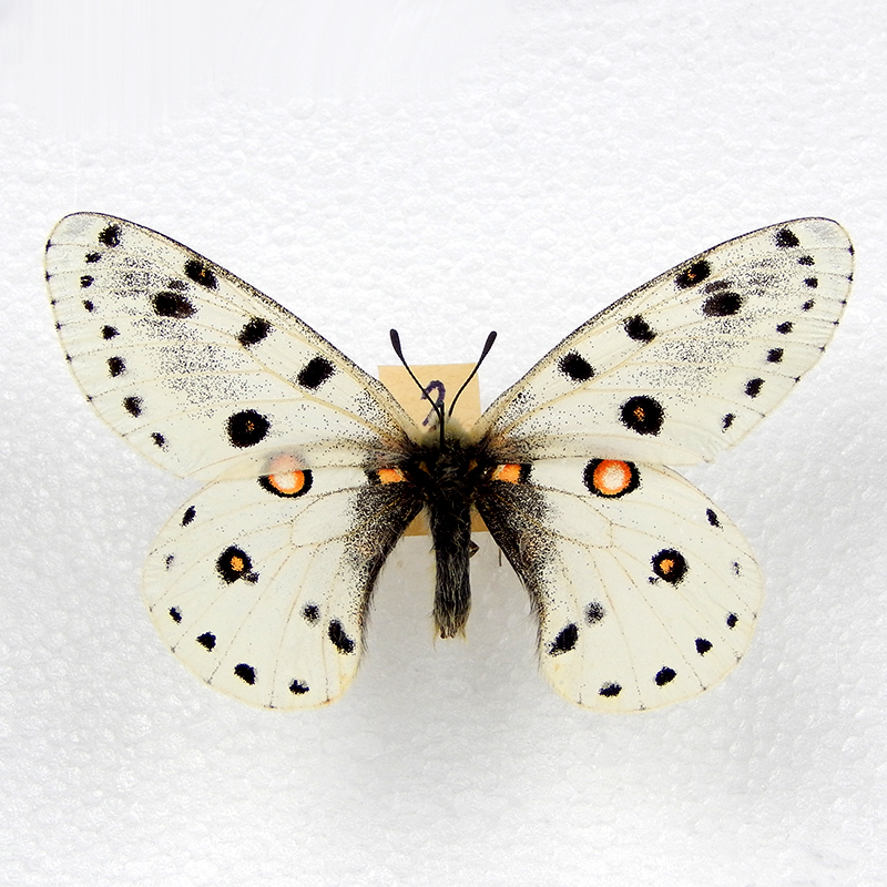 6 Аполлон (Parnassius apollo).JPG