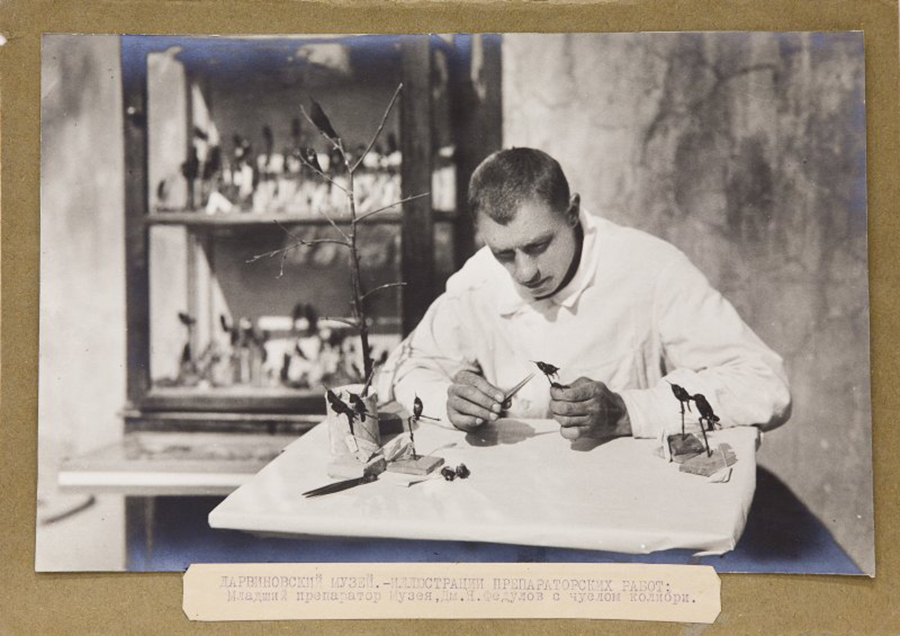 Таксидермист Ф.К. Лоренц. Часть 3