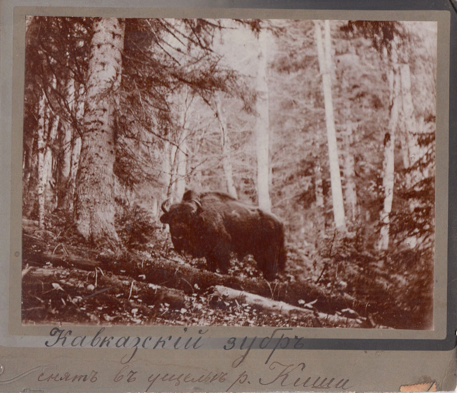 Кавказский зубр. 1890-е гг..jpg