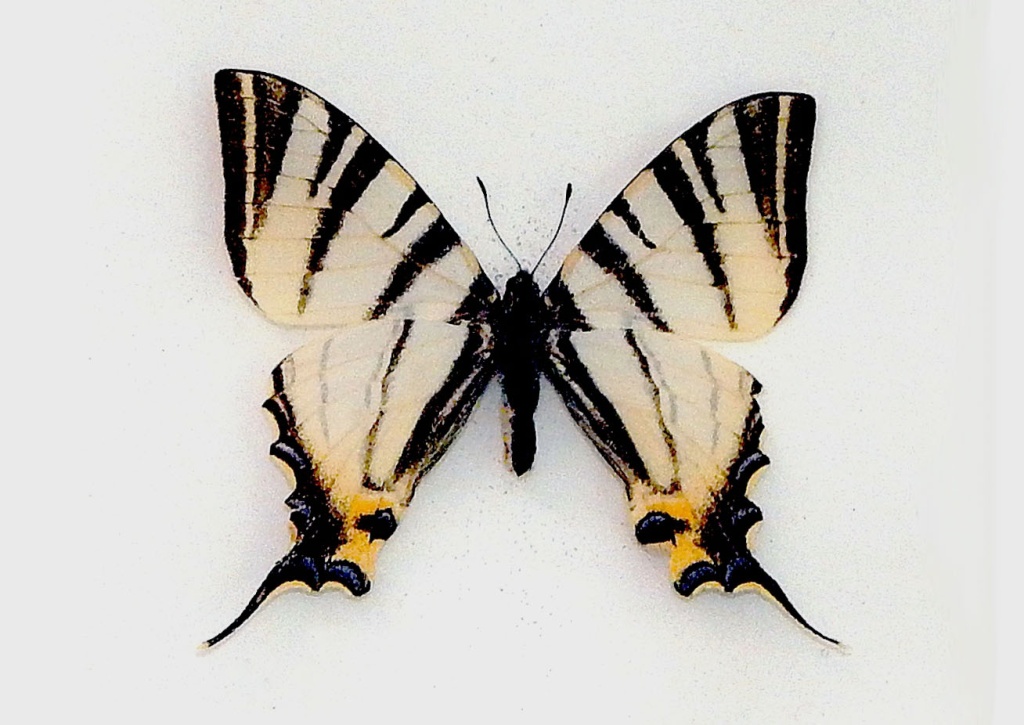 7 Подалирий (Iphiclides podalirius).JPG