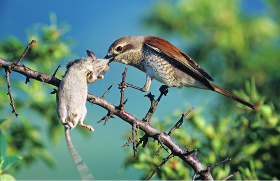 Изобретательные охотники 