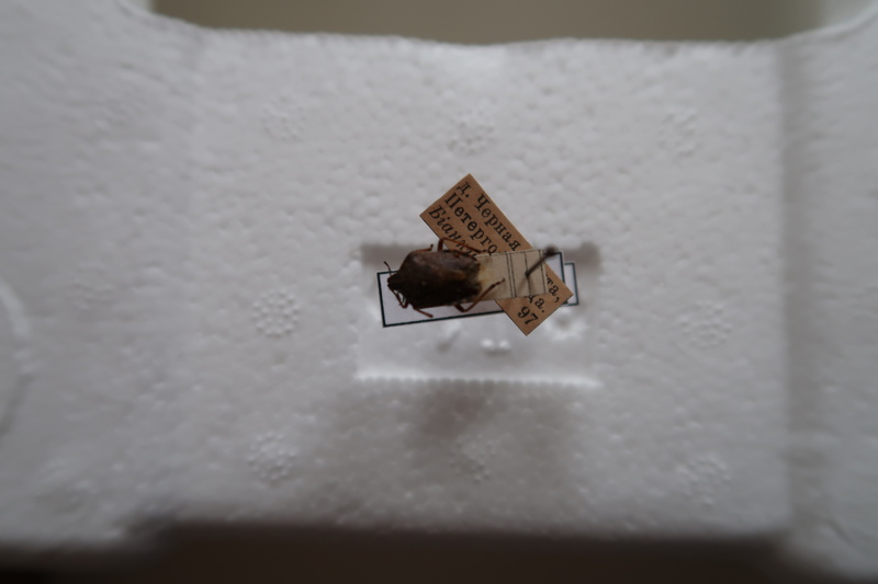 Щитник ягодный.JPG