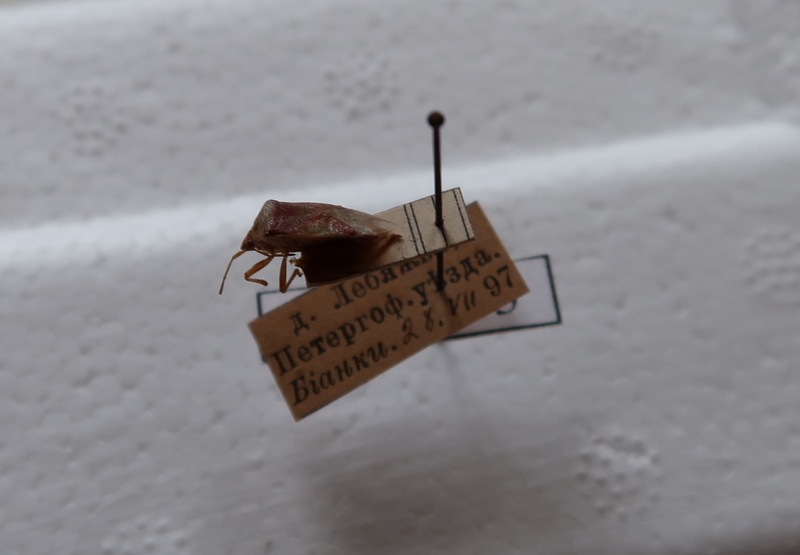 Щитник берёзовый.JPG